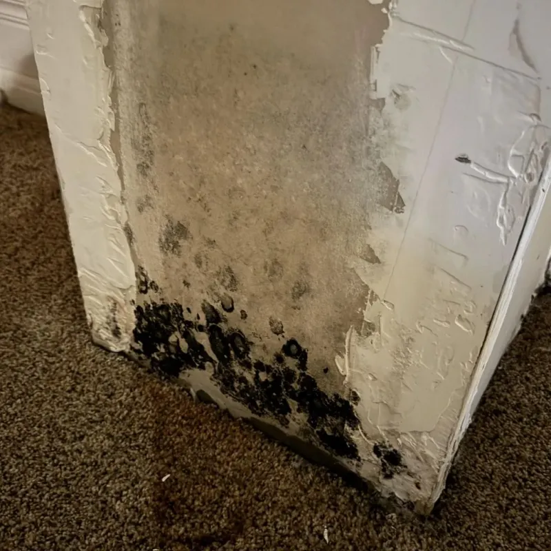 Professional Mold Removal in Andrews, NC